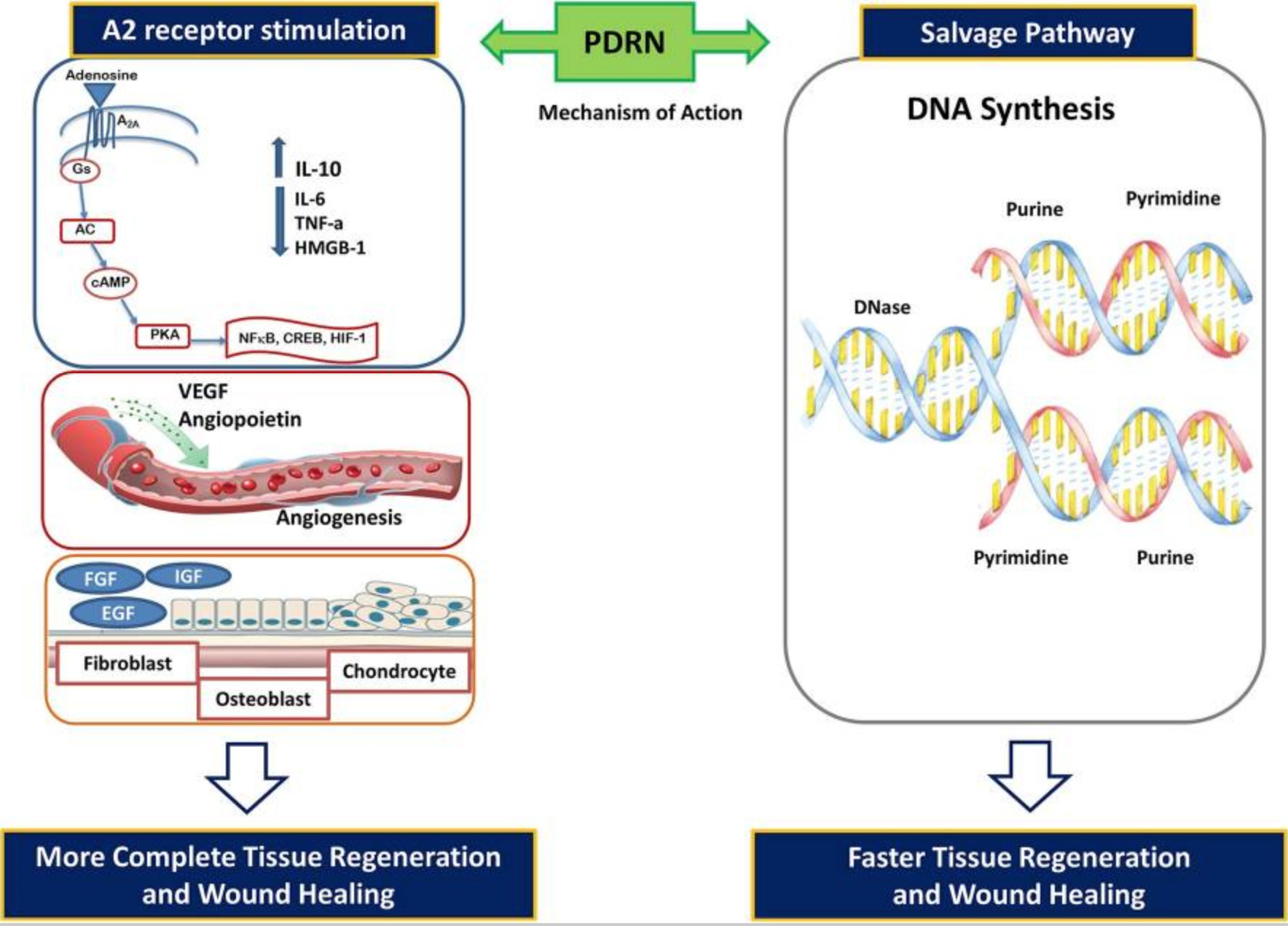 Mechanism of action PDRN