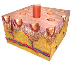 fractional-laser-senstive skin